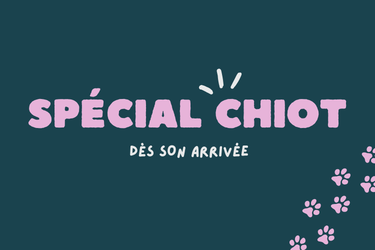CONSEILS CHIOT