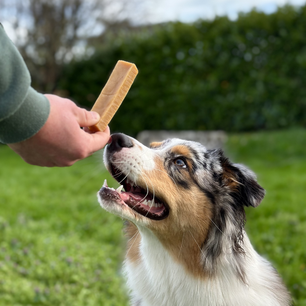 CHEESE BONE